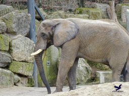 Tiergarten Schönbrunn am 24.02.2026